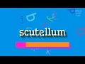 SCUTELLUM - HOW TO PRONOUNCE SCUTELLUM? #scutellum