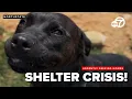 CA animal shelter full urgently seeking homes for dogs and puppies