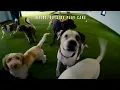 Suite Paws Virtual Tour