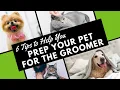 6 Tips to Help Prepare Your Dog for Grooming