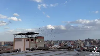 عشنا العمر نربي حمام بس نسينا نقوم غيه 