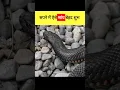 Download Lagu सपने में ऐसे सांप बेहद शुभ #swapnashastra #shorts