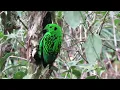 Download Lagu Birds of Mount Kinabalu, Borneo