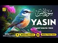 Download Lagu Surah Yasin (Yaseen) سورة يس ✦ Beautiful voice heart touching ✦ Soulful Quran For Sleep ✦ Alaa Aqel