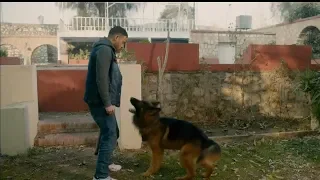 لما تكون بتخاف من الكلاب وفجأة تلاقي كلب في وشك وحيات أمك ما تعض لمعى القط 