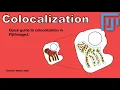 Quick guide to colocalization in
