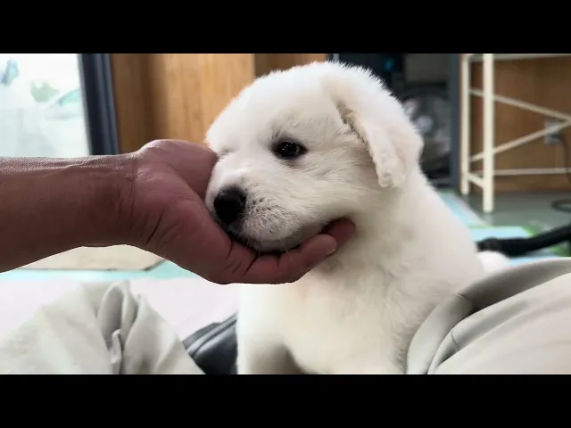 動画