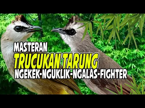 Download MP3 Masteran Trucuk TARUNG!! ropelan panjang GACOR