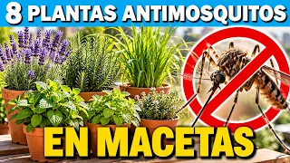No Más Mosquitos: 8 Plantas Perennes Resistentes que Prosperan en Macetas y Ahuyentan Insectos