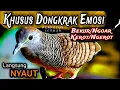 Download Lagu Perkutut lokal gacor SUARA khusus Kerot Ngerot Koar bekur Untuk menaikan Birahi mental emosi
