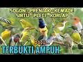 Download Lagu Terbukti! Audio pikat Sogon, Korlap, Prenjak, Kemade, Sirtu, Pleci Ampuh - Pembersih Burung