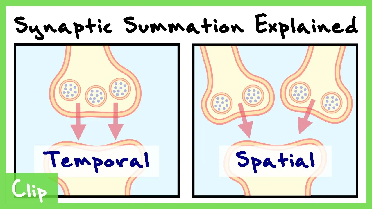 Temporal And Spatial Summation In Neurons Explained (With Passive Membrane Properties) | Clip