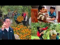 Lagu Harvesting 7,000 kg of sweet, ripe oranges on the mountain. The joy of the farmers- Ly Thanh Thuy 
