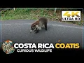 COATIMUNDIS In Costa Rica Curious Wildlife On The Road To La Fortuna