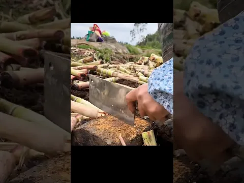 चीनी महंगी हुई तो किसान ने गन्ने के साथ ये क्या कर दिया