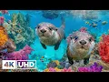Aquarium 4K ULTRA Beautiful Coral Reef Fish - Relaxing Sleep Meditation Music