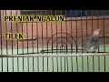 Prenjak NGALUN TILEK