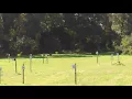 FIREBIRD exploding targets 10 in 1