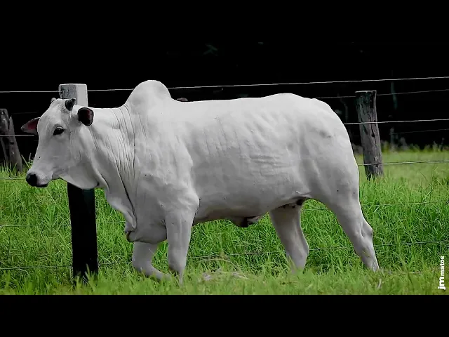 Matriz Nelore GNRN - 8