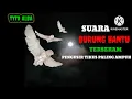 Download Lagu suara burung hantu tyto Alba TERSERAM pengusir tikus ampuh#burunghantu #tytoalba @howtochannel599