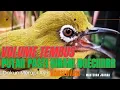 Download Lagu 100% Bikin Pleci Bahan Cepat Ngalas Buka Paruh, Masteran siang Naikan Emosi Pleci Buka Paruh Gacor