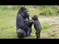 Lagu When Baby Animals Boss Around Their Mom 🤣 Funniest Animal Video 2026 Ever!