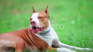 suara anjing marah serem banget zona hewan