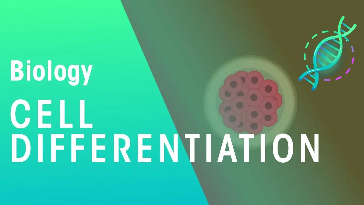 Cell Differentiation | Genetics | Biology | FuseSchool
