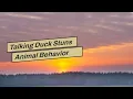 Talking Duck Stuns Animal Behavior Researcher