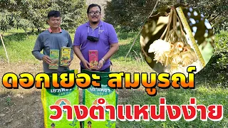 ทำดอกทุเรียน ให้สมบูรณ์ ด้วยปุ๋ยเขาเพชร