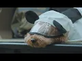 Best Camping in Heavy Rain with My Dog . 7 Hours of Relaxing Rain Sounds . Binge Watching ASMR