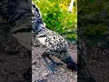 napaka gandang ipahali #rooster