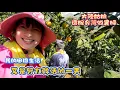 Lagu 《遠嫁台灣做農婦》記錄我真實的種田人生，有想體驗農活的朋友，快來幫我拖樹枝啦