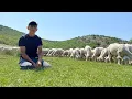 Download Lagu 200 KOYUNUN YILLIK GELİRİ NE KADARDIR? KÖYDE KALMAYA DEĞERMI? BELGESEL #belgesel #koyun #köyhayatı