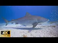 Download Lagu Our Planet | Animals Of Ocean 4K: Shark (4K ULTRA HD) - Scenic Relaxation Film With Calming Music