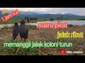 Download Lagu suara pikat jalak kebo ribut anti zonk,memanggil jalak koloni turun paling ampuh