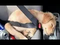 Funniest Golden Retriever PUPPIES will make you LAUGH ALL DAY Funniest Animal s