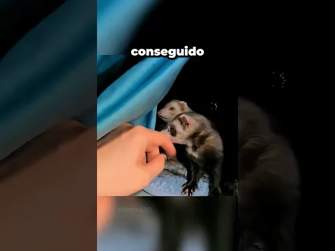 Este HURÓN Quería Presentarle A Su NOVIA Y Ella No Lo Podía Creer 😂🦦