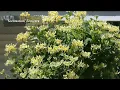 Plant Of The Day June 15 - June 21 Now 30 Off Proven Winners Plants