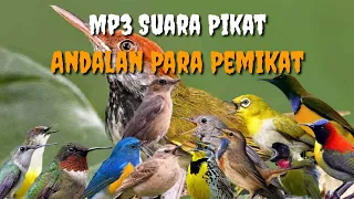 Download Mp3 Suara Pikat Semua Jenis Burung Kecil || Suara Pikat Ampuh MP3