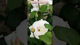 Білі троянди троянди квіти Flowers всьогопотрошкууселі 