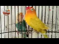 Download Lagu Lovebird Fighter Durasi 1 menit lebih
