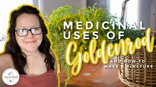 Download Medicinal Uses of GOLDENROD + Goldenrod TINCTURE (how-to) MP3