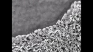 Swarming Serratia marcescens Laboratory of Howard C Berg