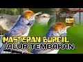 Lagu masteran kombinasi BURCIL roll tembak NGEBREN rapat Berjeda