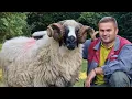 Download Lagu LOGHIN NICULA'S BREZE SHEEP FROM MĂLĂIEŞTI, HUNEDOARA COUNTY 30.08.2025