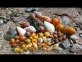 Download Lagu Melihat Snails, Bekicot, Keong mas, Siput, Cangkang, Dan Kaki seribu atau Luwing Di Sungai