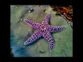 Download Lagu Sea star facts⭐ (star fish) #starfish #sea #seastars #sakura #barongan #fish #venom #tentacles #arms