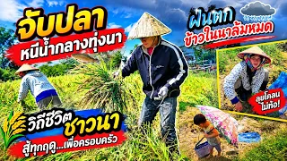 เก็บเกี่ยวข้าววันแรก ก็ล้มซะแล้ว14 ตุลาคม ค.ศ. 2026