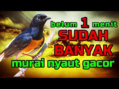 Download MP3 belum 1 menit SUDAH BANYAK murai lain IKUT nyaut GACOR🔴🔴 MURAI GACOR✅